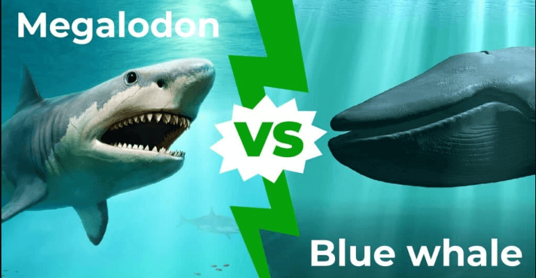 megalodon vs blue whale