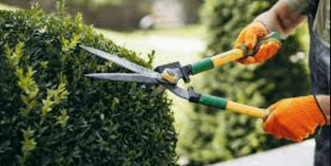 hedge trimming service