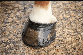 cleaning horse hooves