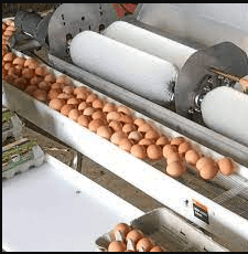 egg cleaning machine