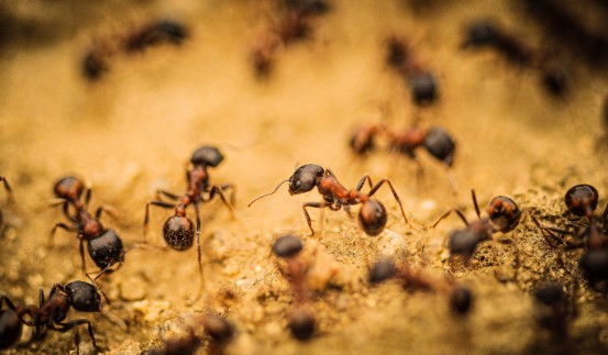 ants