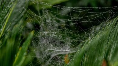 web growth performance boost